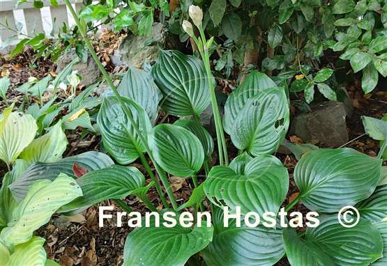 Hosta Hans Solo